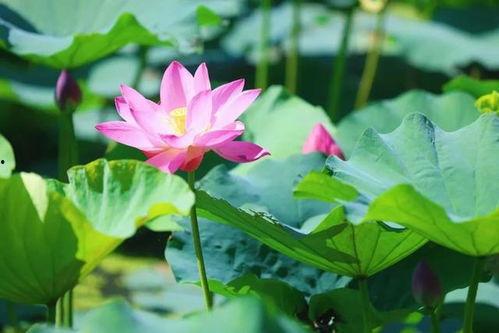 荷花最近爆料视频播放,揭秘幕后故事,精彩瞬间回顾 第3张 荷花最近爆料视频播放,揭秘幕后故事,精彩瞬间回顾 第3张