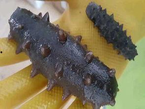 烟台海参爆料视频大全最新 第3张 烟台海参爆料视频大全最新 第3张